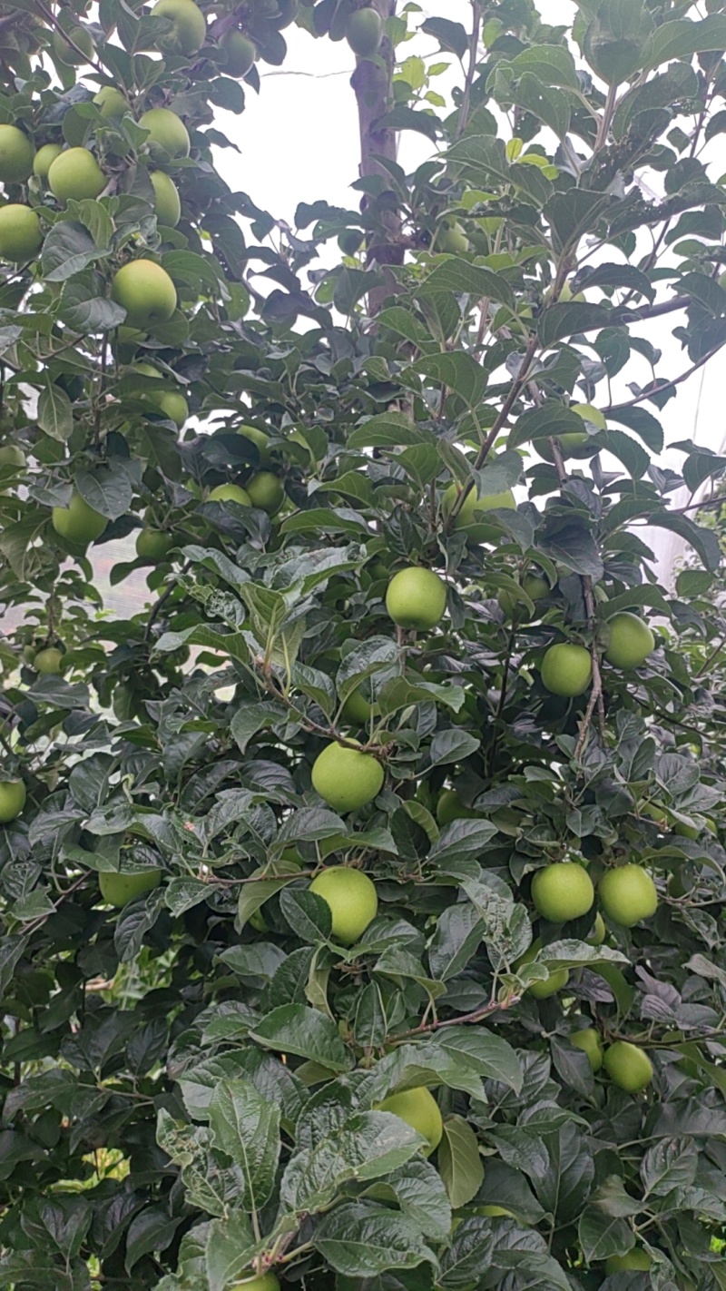 精品苹果，云南瑞雪，苹果大量供应新鲜采摘量大
