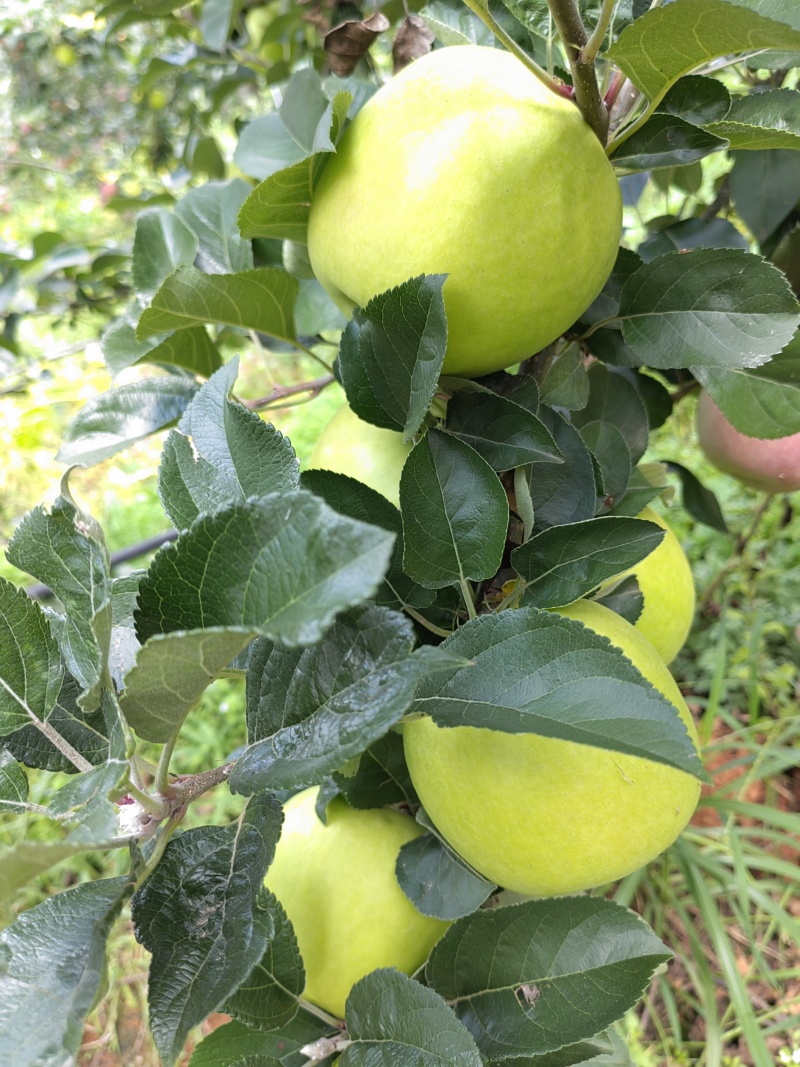 精品苹果，云南瑞雪，苹果大量供应新鲜采摘量大
