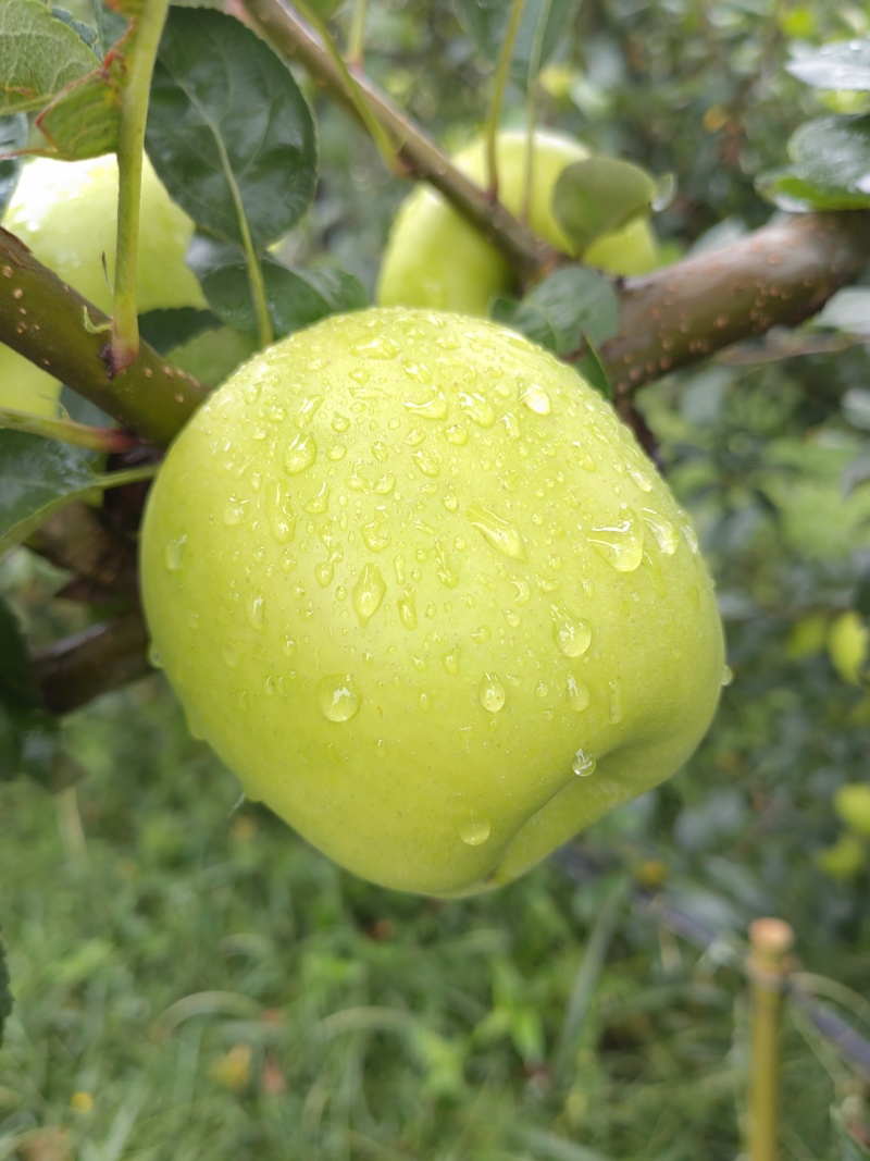 精品苹果，云南瑞雪，苹果大量供应新鲜采摘量大
