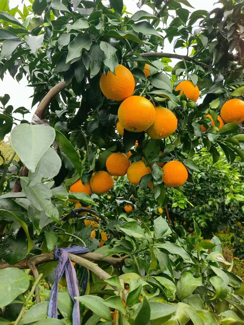 荣县爱媛果冻橙承接加工批发社区团购直播带货进出口商超等