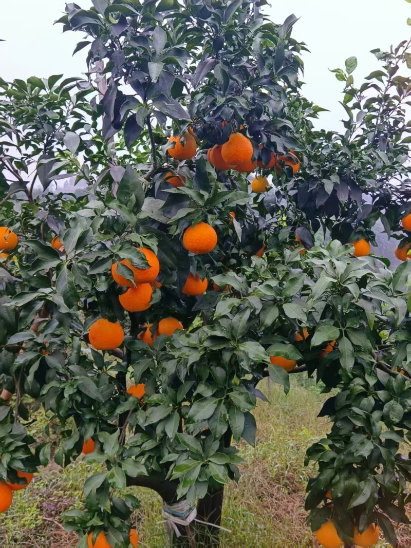 荣县爱媛果冻橙承接加工批发社区团购直播带货进出口商超等