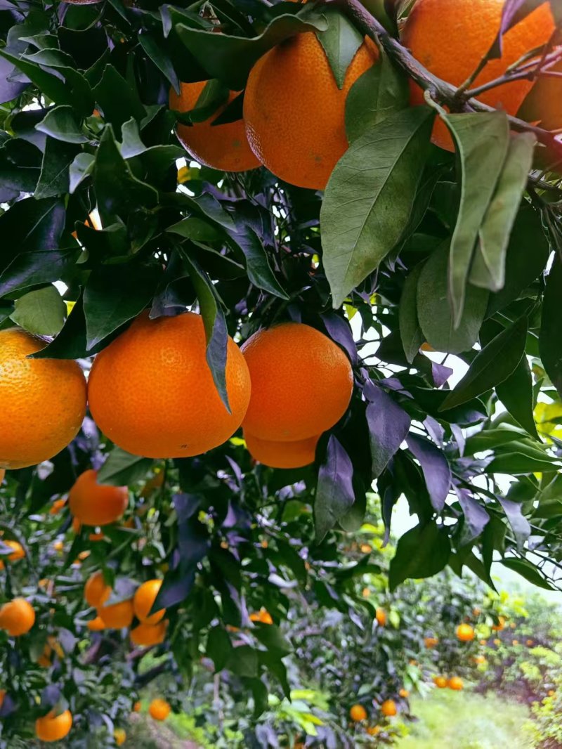 自贡精品爱媛上市中自家果园网红果冻橙颜色靓丽水分足