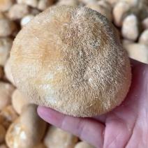 【精品】古田优选猴头菇独立包装海量货源长期对接电商批发