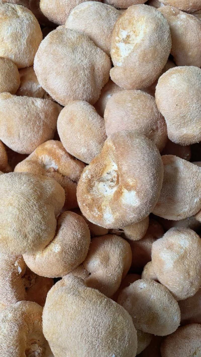 【精品】古田优选猴头菇独立包装海量货源长期对接电商批发