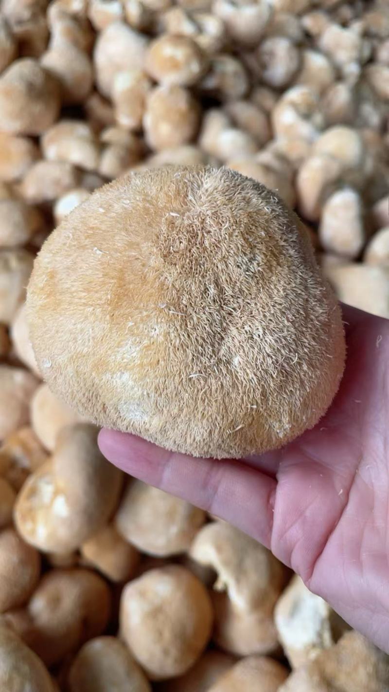 【精品】古田优选猴头菇独立包装海量货源长期对接电商批发