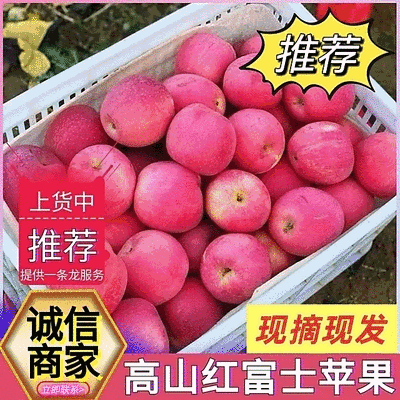 《精选》高山套袋红富士苹果/甘肃苹果/冰糖心苹果/上货中