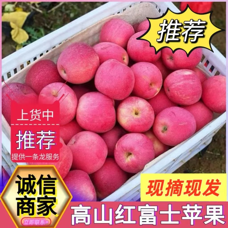 《精选》高山套袋红富士苹果/甘肃苹果/冰糖心苹果/上货中