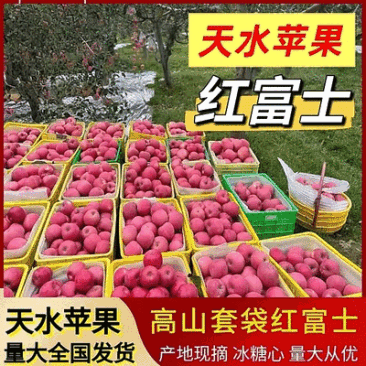 《红富士苹果》天水高山套袋红富士/现摘现发/产地代发全国