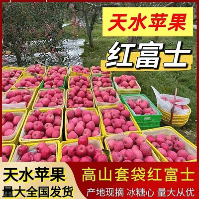 《红富士苹果》天水高山套袋红富士/现摘现发/产地代发全国