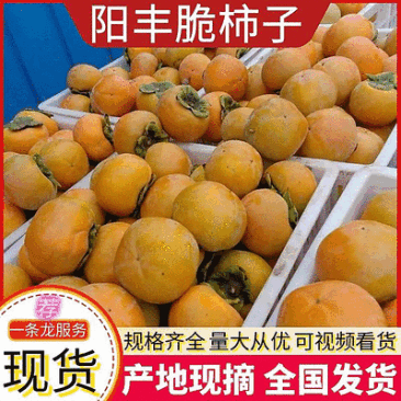 精品【阳丰脆柿】产地现摘/承接电商平台~代发~市场~商超