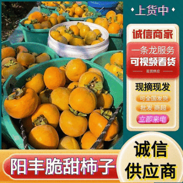 阳丰脆柿子《电商平台/一件代发/市场批发》新鲜采摘发货