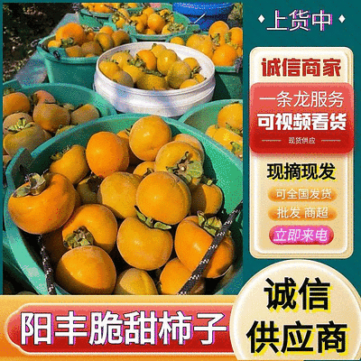 阳丰脆柿子《电商平台/一件代发/市场批发》新鲜采摘发货