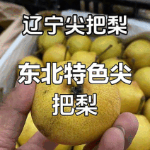 辽宁尖把梨/产地大量上市中/现摘现发/一手货源/全国发货