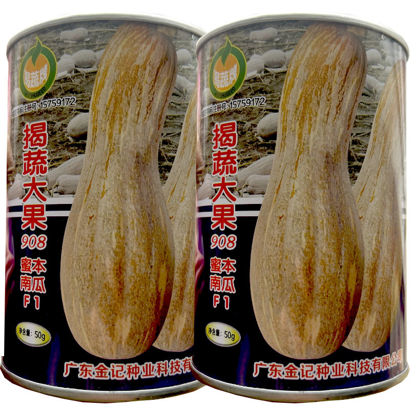蜜本大果南瓜种子908中熟高产甜面肉厚倭瓜基地品种