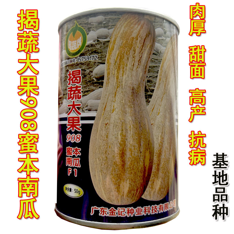 蜜本大果南瓜种子908中熟高产甜面肉厚倭瓜基地品种