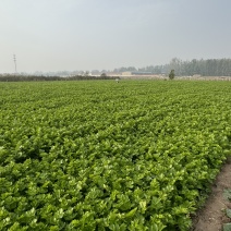 芹菜对接全国质量保证发市场商超欢迎来电