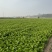 芹菜对接全国质量保证发市场商超欢迎来电
