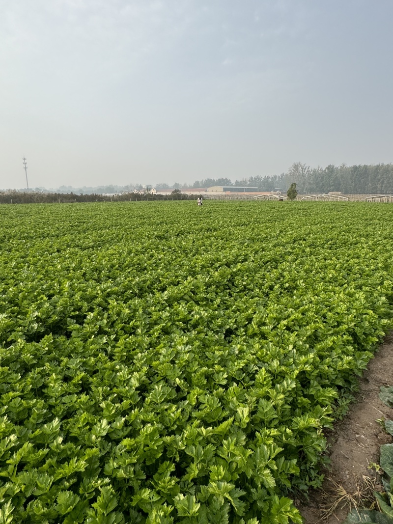 芹菜对接全国质量保证发市场商超欢迎来电