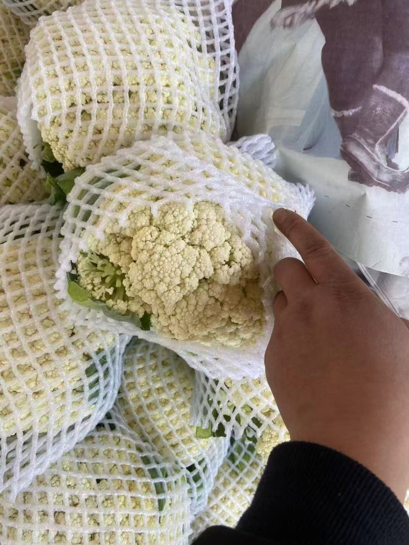 有机花价格随行定质量保证新品上市欢迎来电