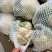 有机花价格随行定质量保证新品上市欢迎来电