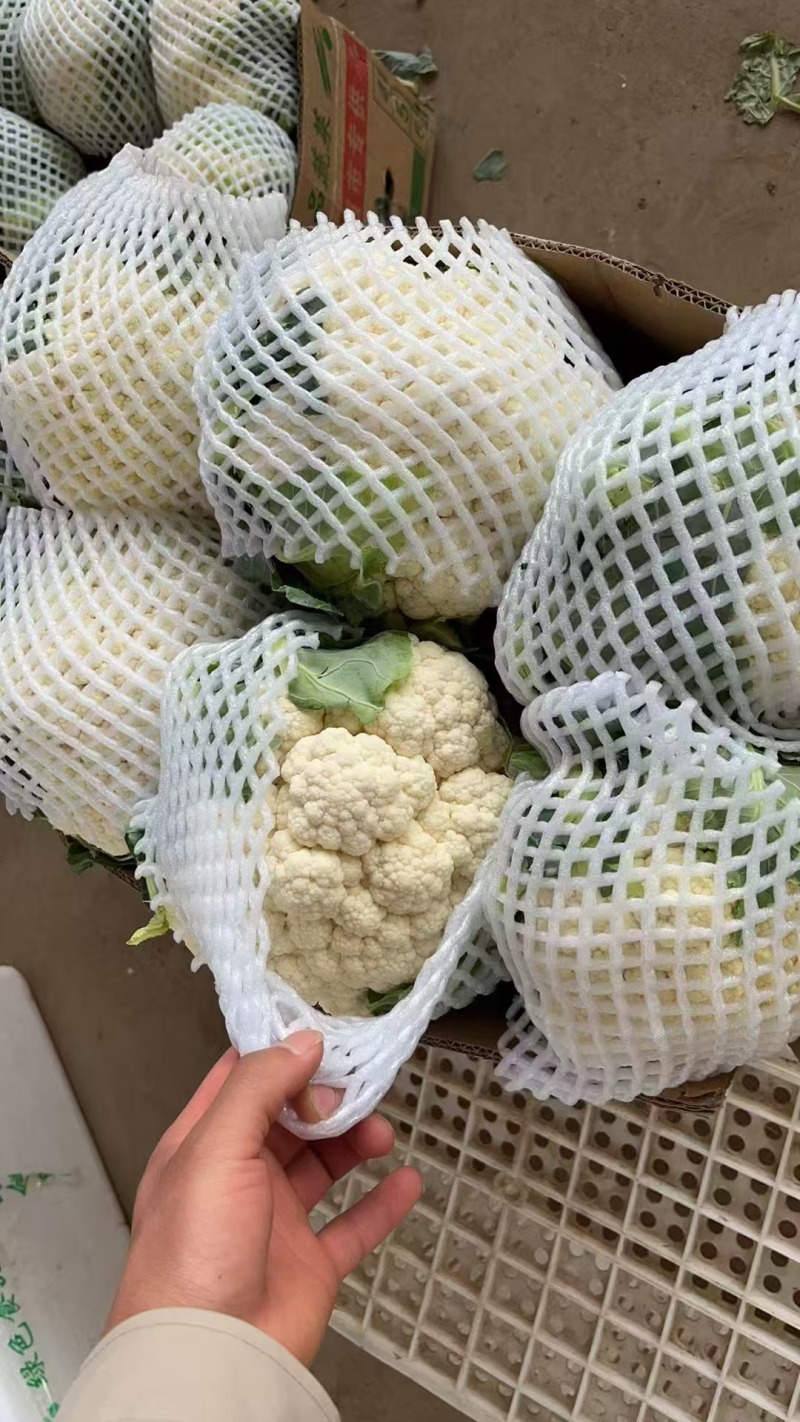 有机花价格随行定质量保证新品上市欢迎来电