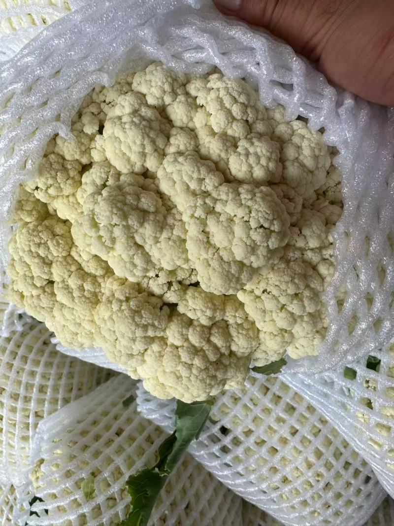有机花价格随行定质量保证新品上市欢迎来电