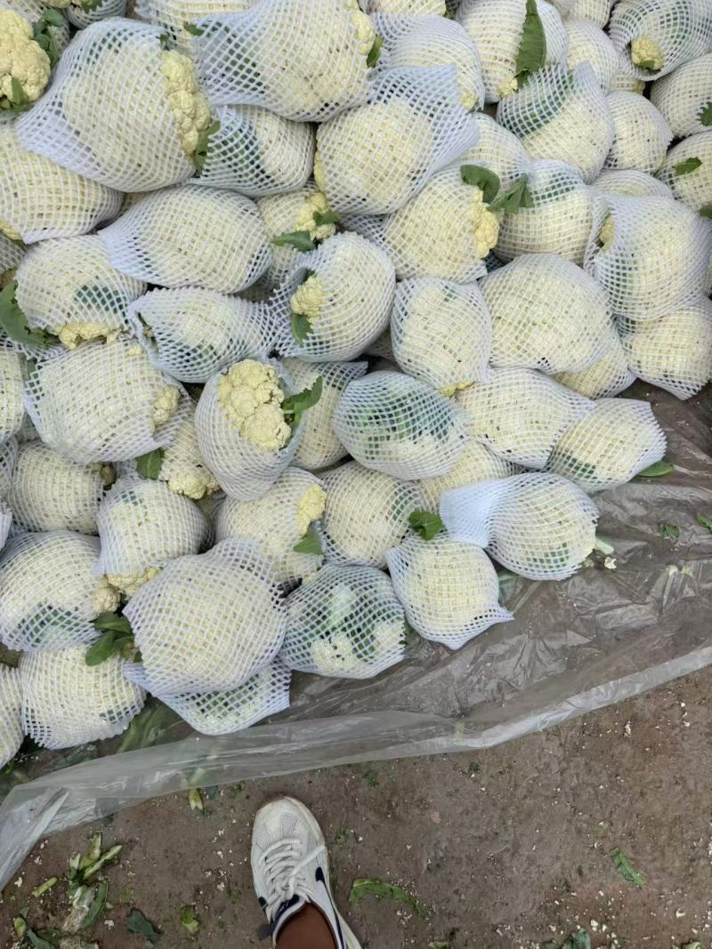 有机花价格随行定质量保证新品上市欢迎来电