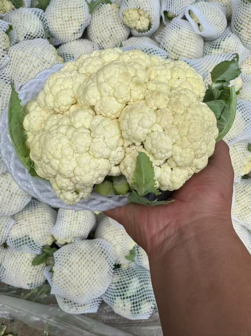 有机花价格随行定质量保证新品上市欢迎来电