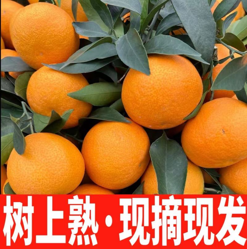 爱媛次果，小果，商超果，电商，承接一件代发。服务周到