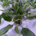 90cm-LED植物生长灯