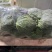 甘蓝量大发货价格合理有需要的老板对接我