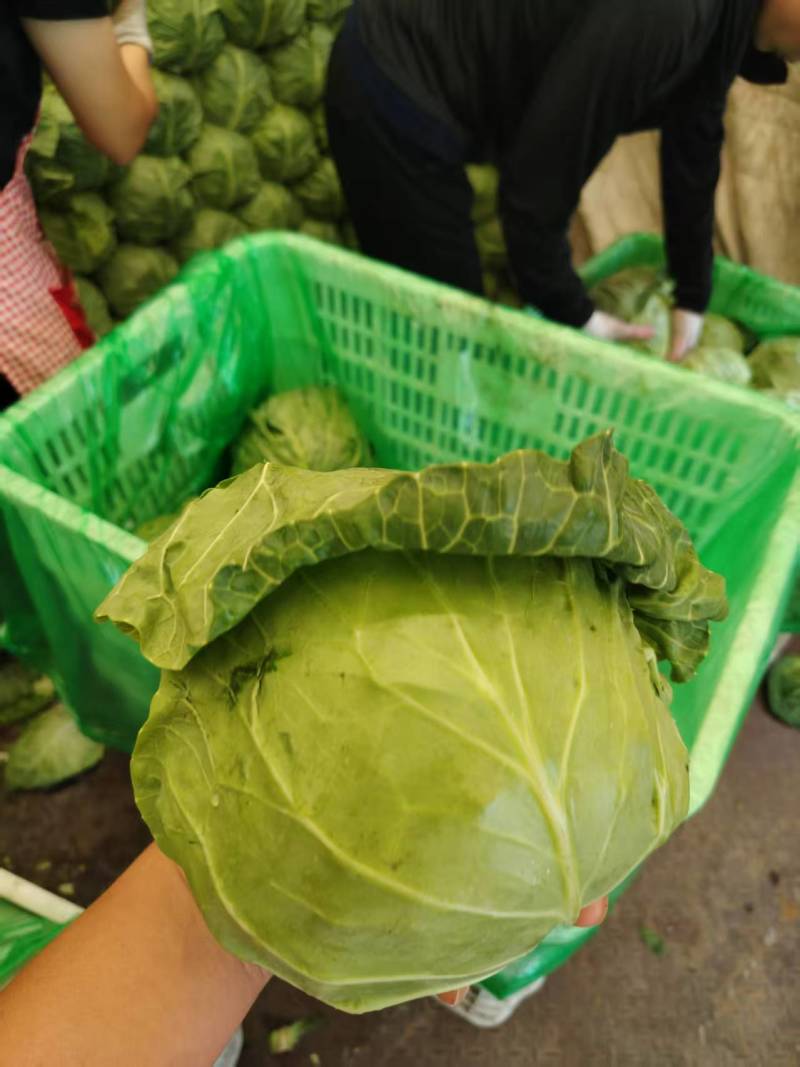 甘蓝量大发货价格合理有需要的老板对接我