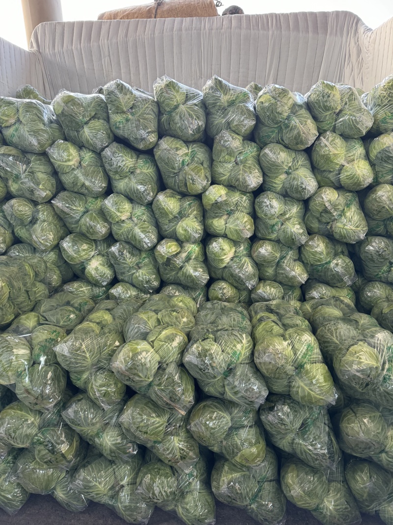 甘蓝量大发货价格合理有需要的老板对接我