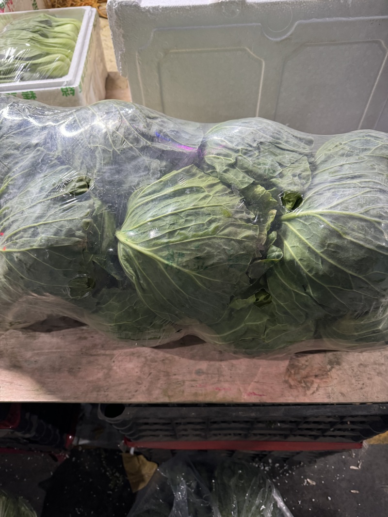 甘蓝量大发货价格合理有需要的老板对接我