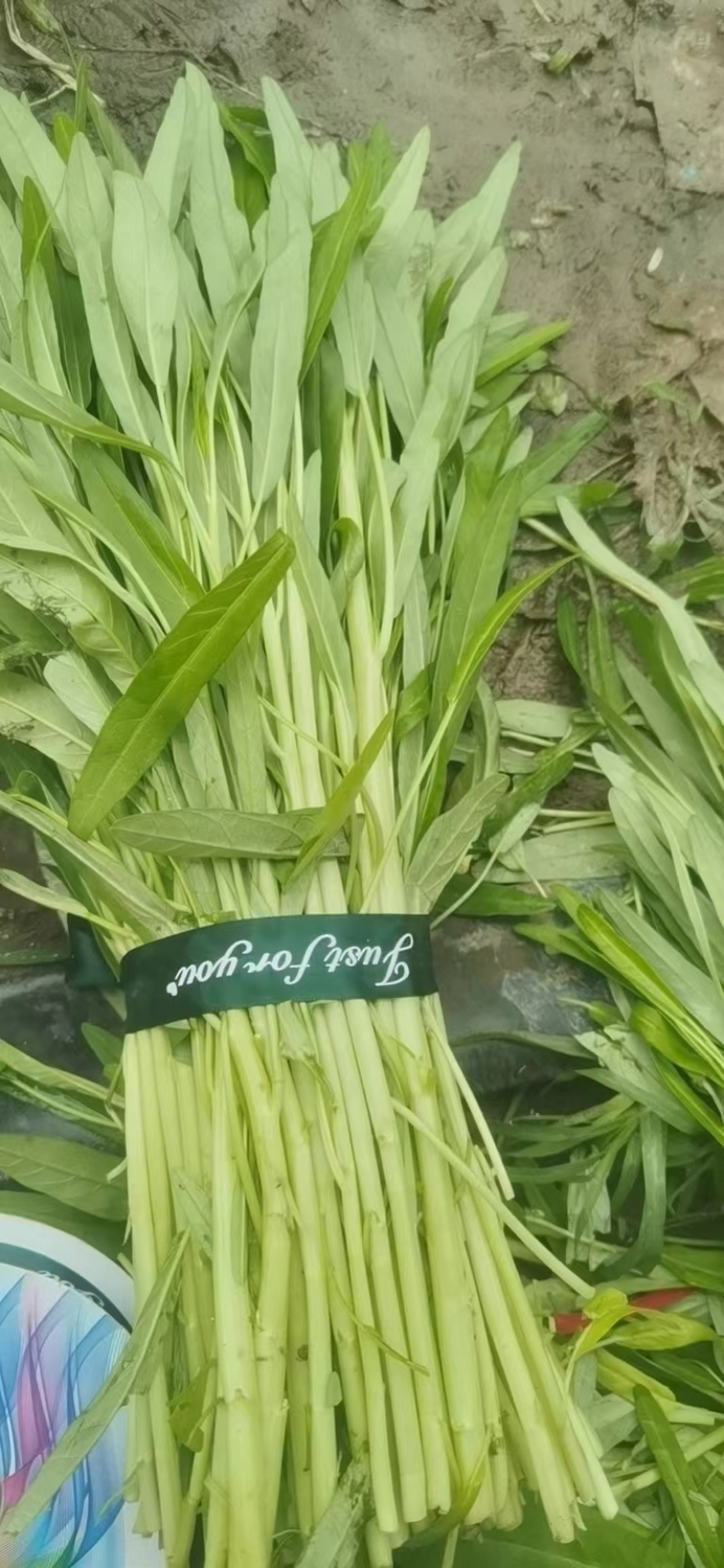 新品发货空心菜对接市场商超欢迎来电
