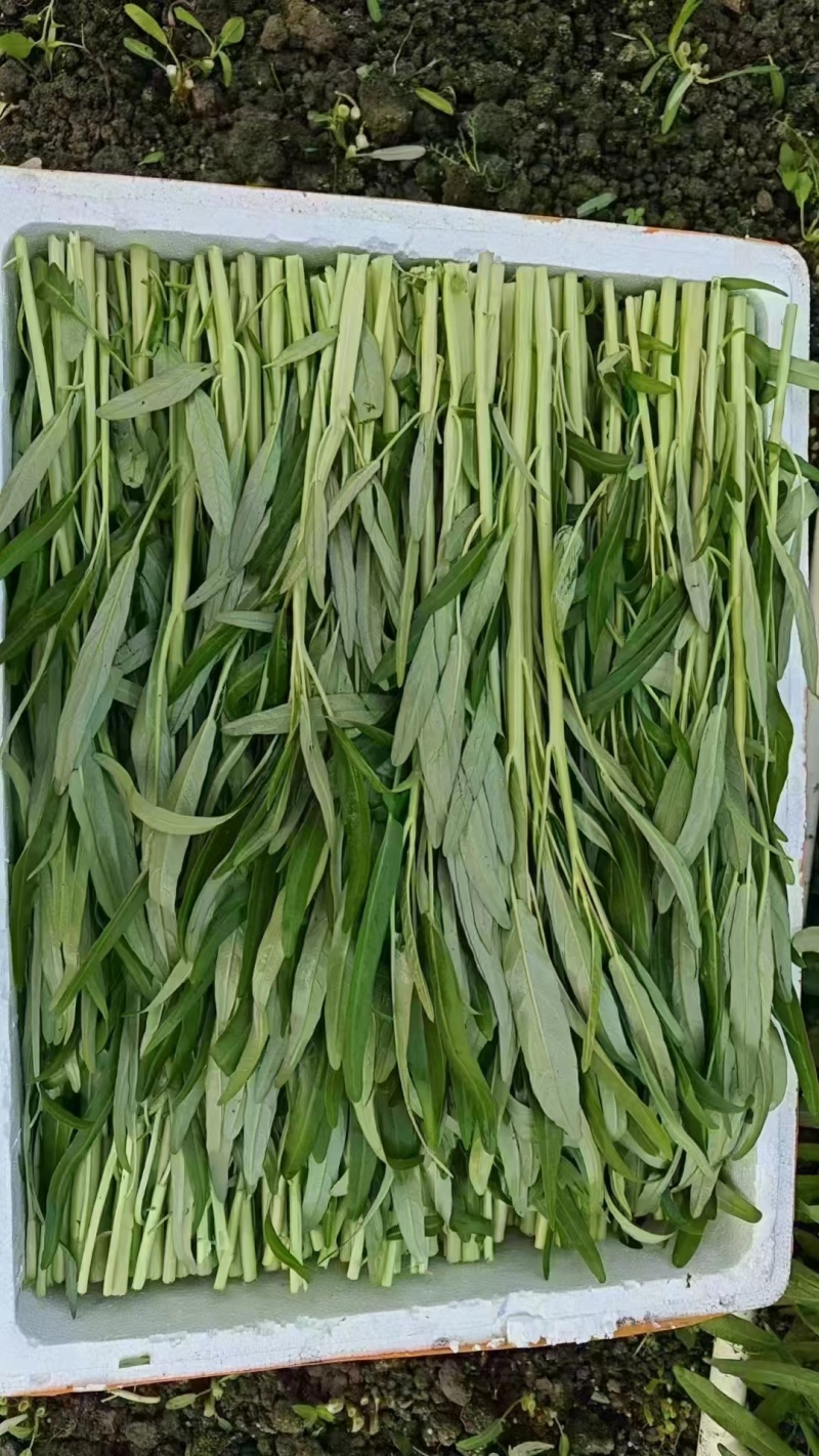 新品发货空心菜对接市场商超欢迎来电
