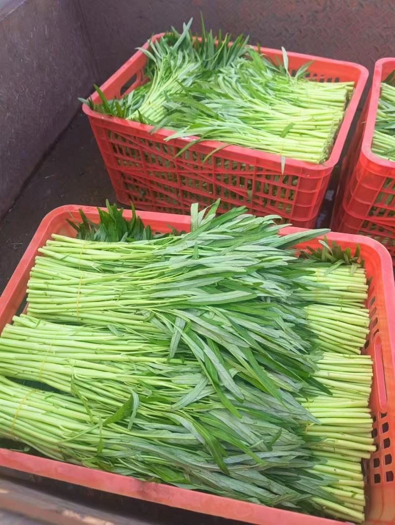 新品发货空心菜对接市场商超欢迎来电