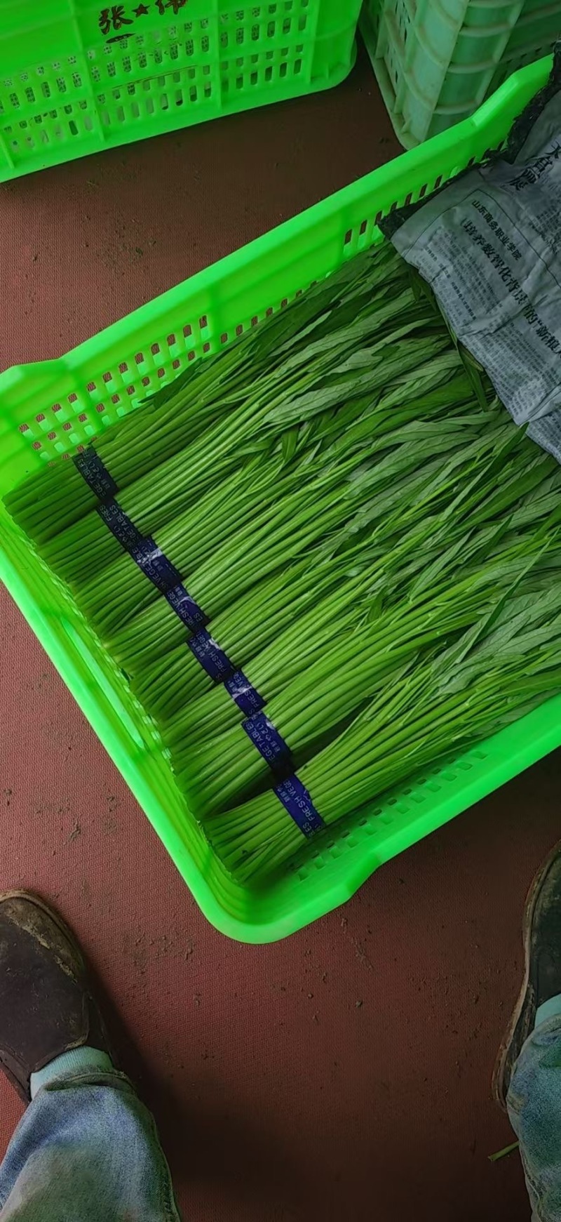 新品发货空心菜对接市场商超欢迎来电