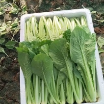 小白菜质量保证今年新货新鲜发货对接全国