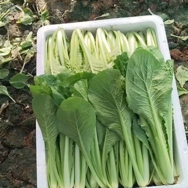 小白菜质量保证今年新货新鲜发货对接全国