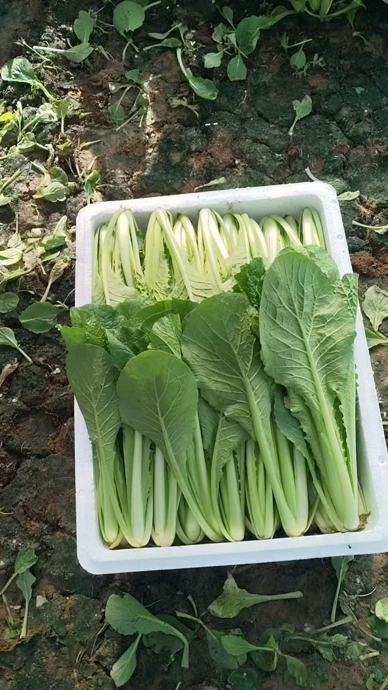 小白菜质量保证今年新货新鲜发货对接全国