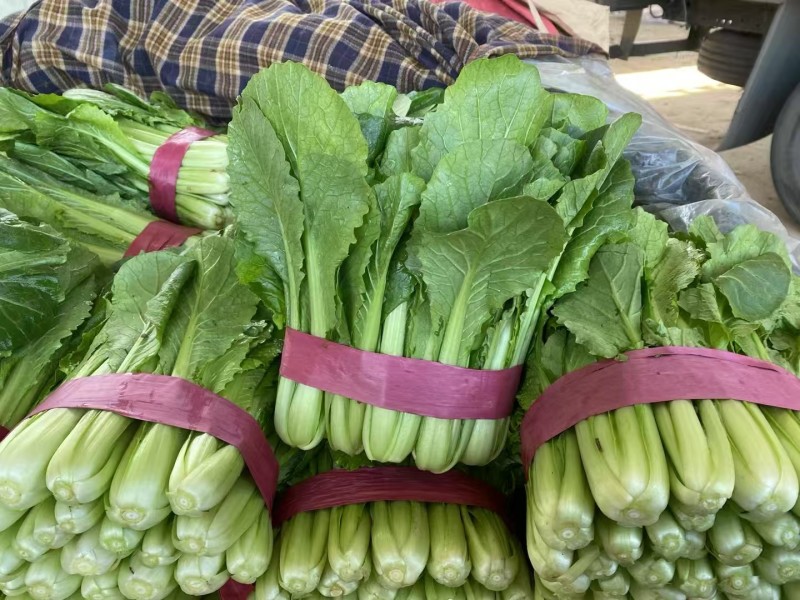 小白菜质量保证今年新货新鲜发货对接全国
