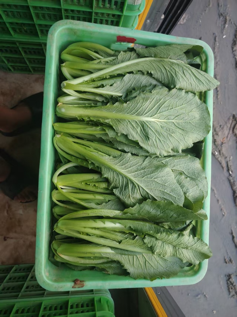 小白菜质量保证今年新货新鲜发货对接全国