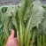 小白菜质量保证今年新货新鲜发货对接全国