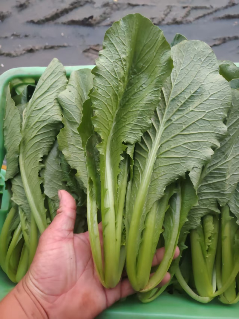 小白菜质量保证今年新货新鲜发货对接全国
