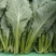 小白菜质量保证今年新货新鲜发货对接全国