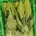 小白菜质量保证今年新货新鲜发货对接全国