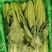 小白菜质量保证今年新货新鲜发货对接全国