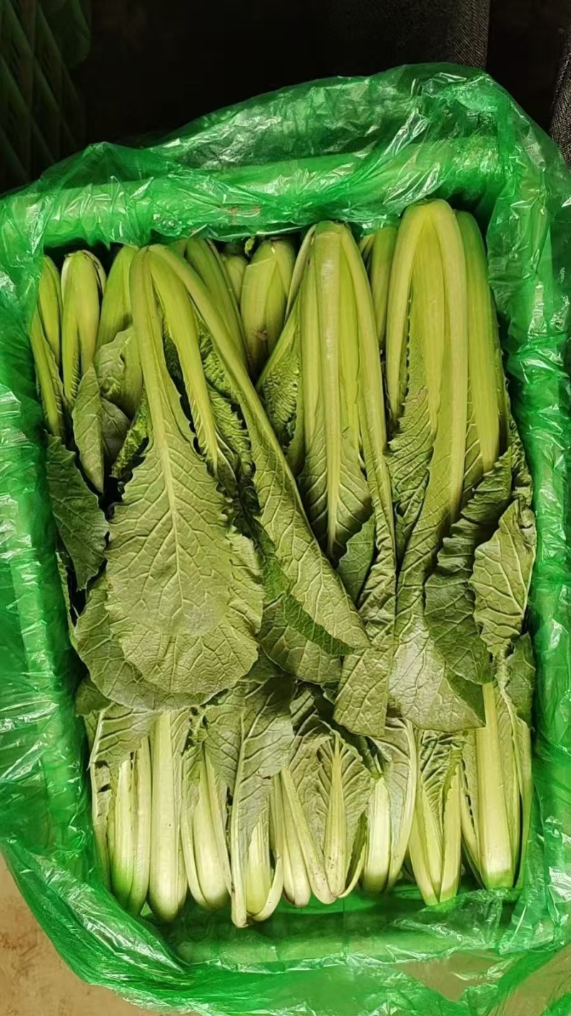 小白菜质量保证今年新货新鲜发货对接全国