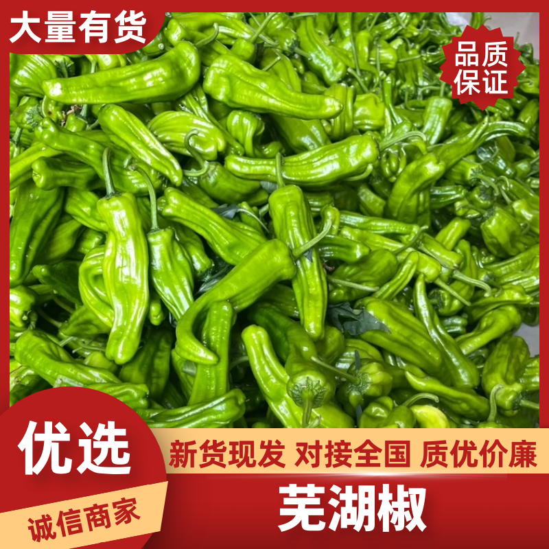 【实力供货】芜湖椒江苏鲜辣椒/货源充足基地直发商超品质
